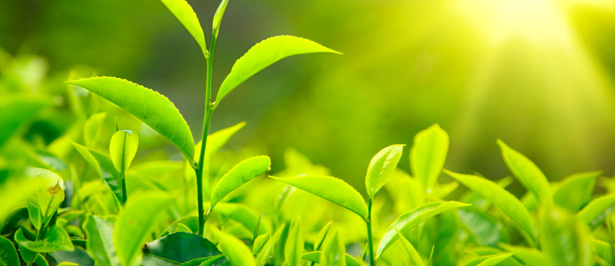 Tea bud and leaves. Tea plantations, Kerala, India